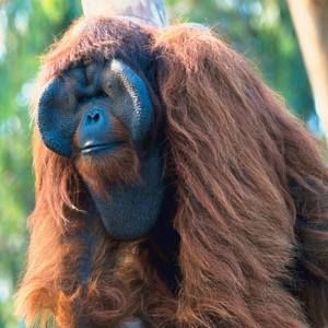 Meet your Posher, Joshua